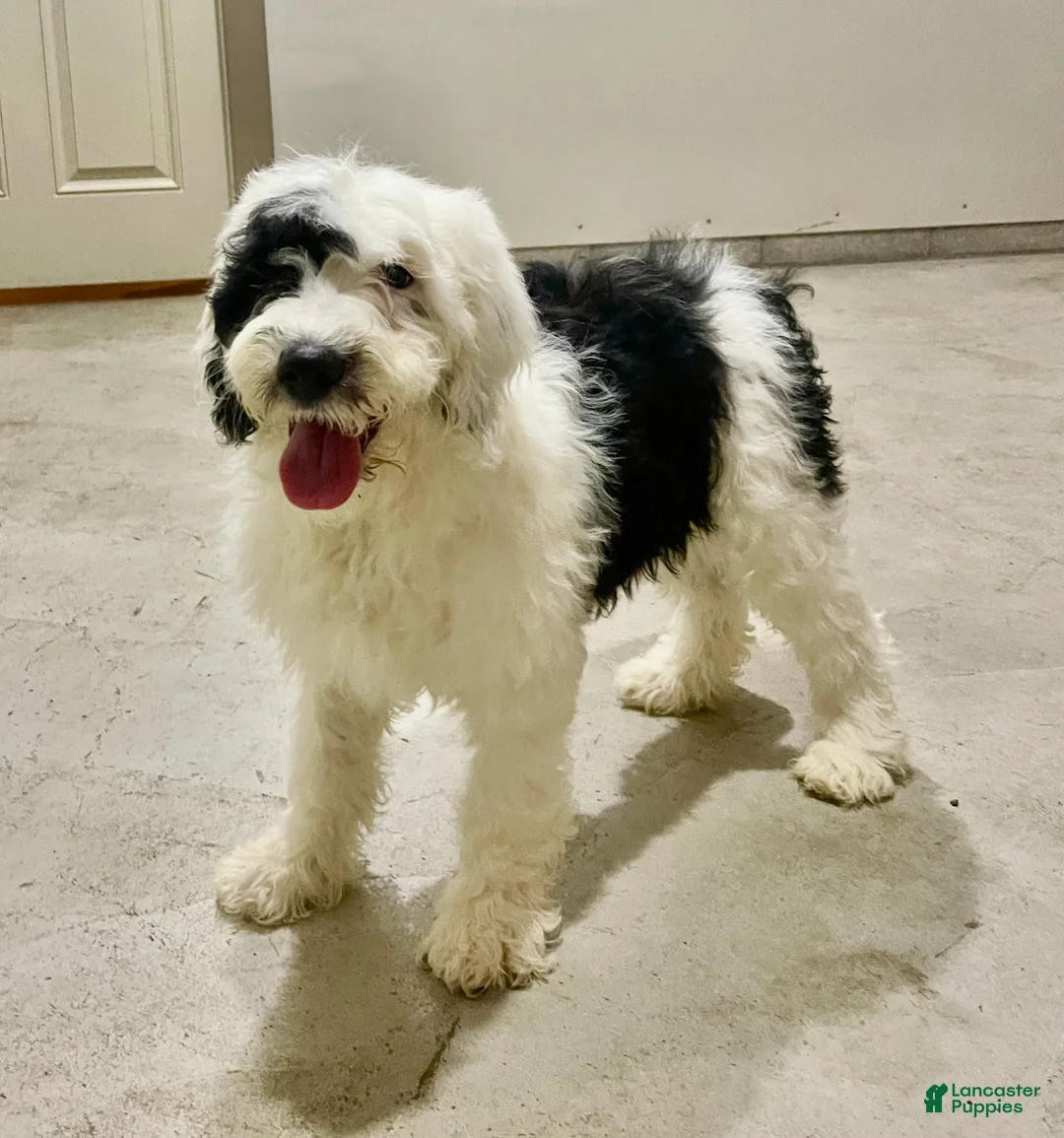 Sheepadoodle dogs for sale: Myla - Ad 1
