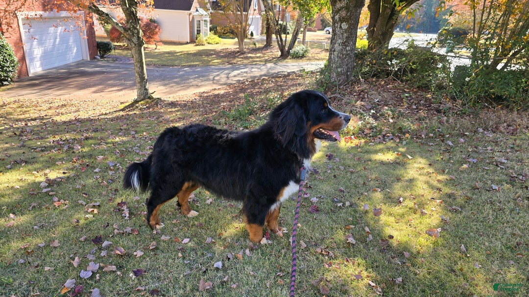 Bernese Mountain Dog dogs for stud: Marjan - imported bloodline - Ad 1