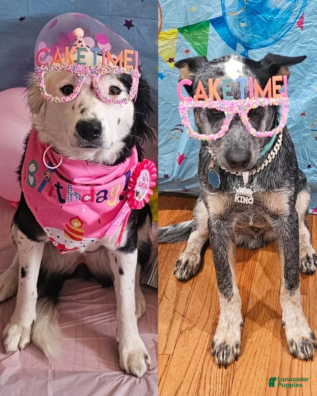 Mixed Breed dogs for sale: Mixed Breed Puppy 7 - Ad 29