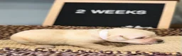 Labrador Retriever dogs for sale: White - Ad 1