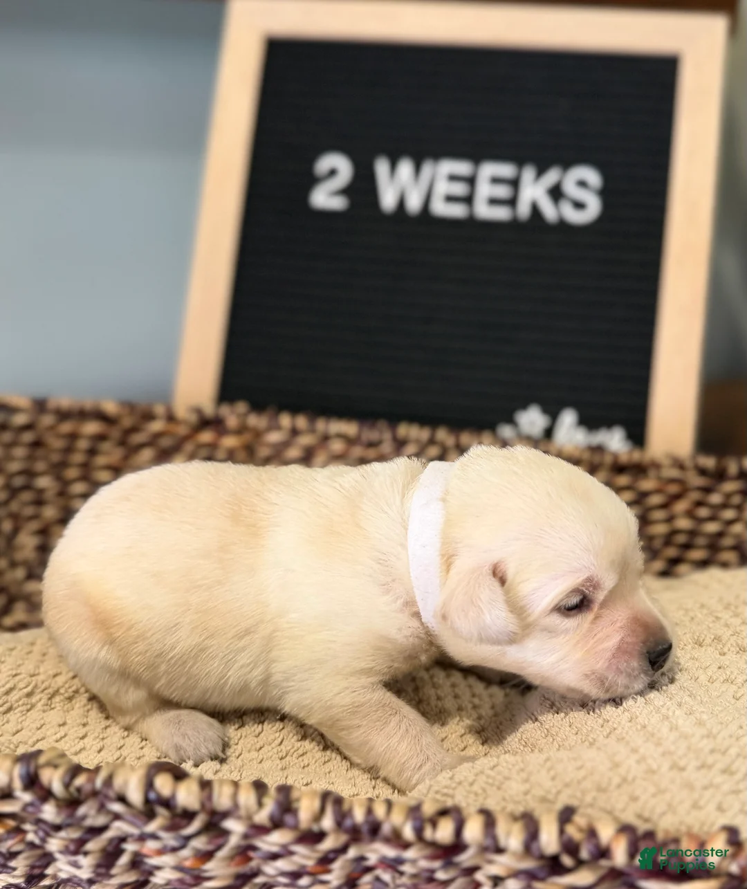 Labrador Retriever dogs for sale: White - Ad 1