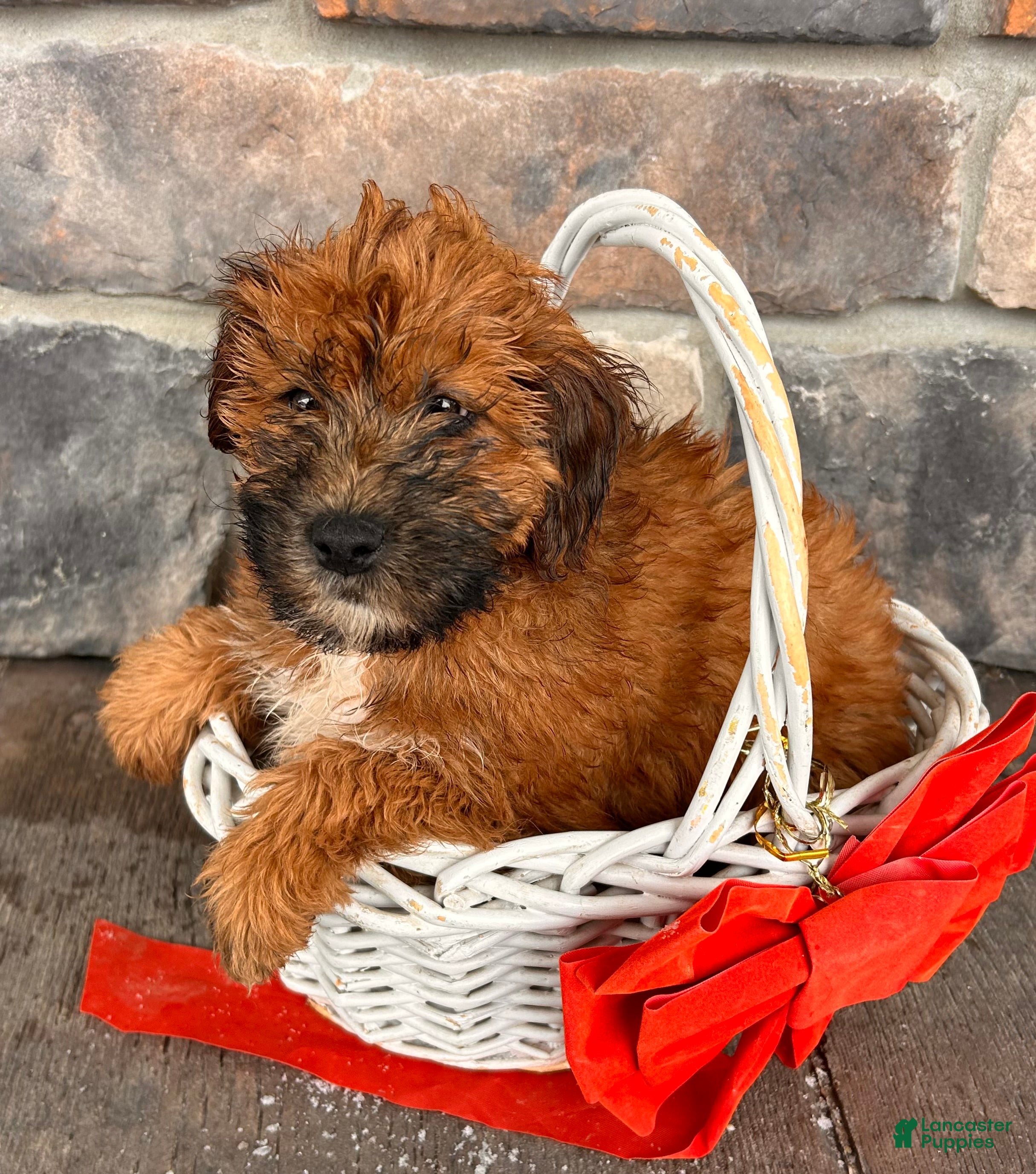 Whoodle dogs Winnie - Ad 2