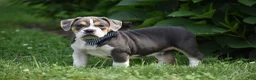 Beabull dogs for sale: Everett - Ad 7