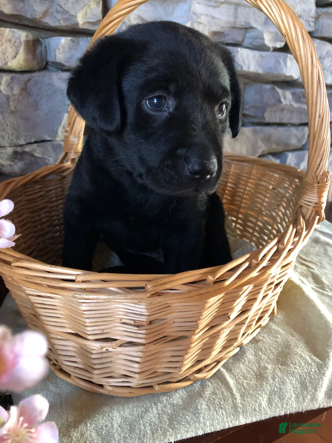 Labrador Retriever dogs for sale: Libby - Ad 1