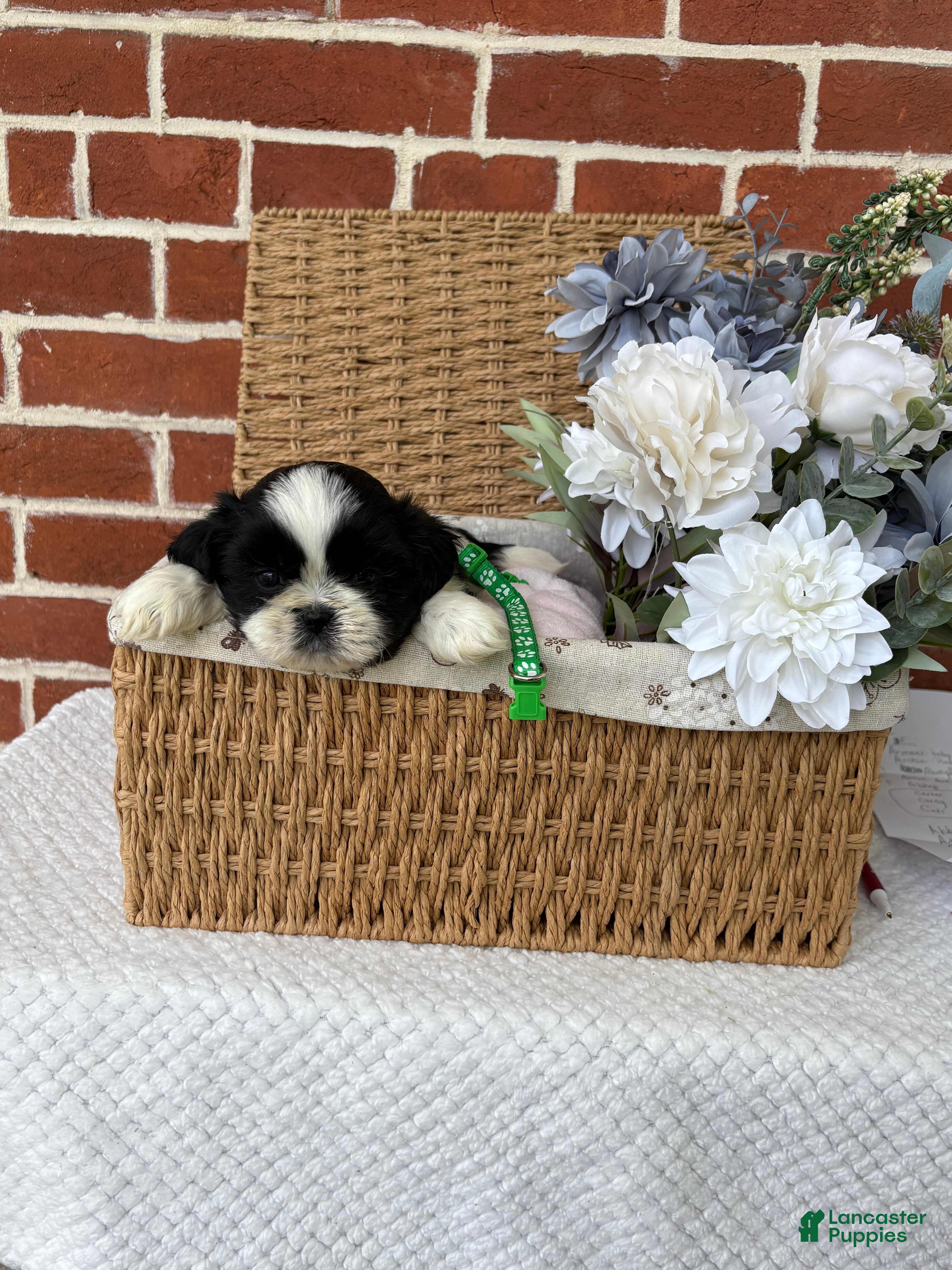 Shih Tzu dogs Louie - Ad 1