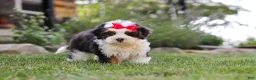 Mini Bernedoodle dogs for sale: Hailey - Ad 4