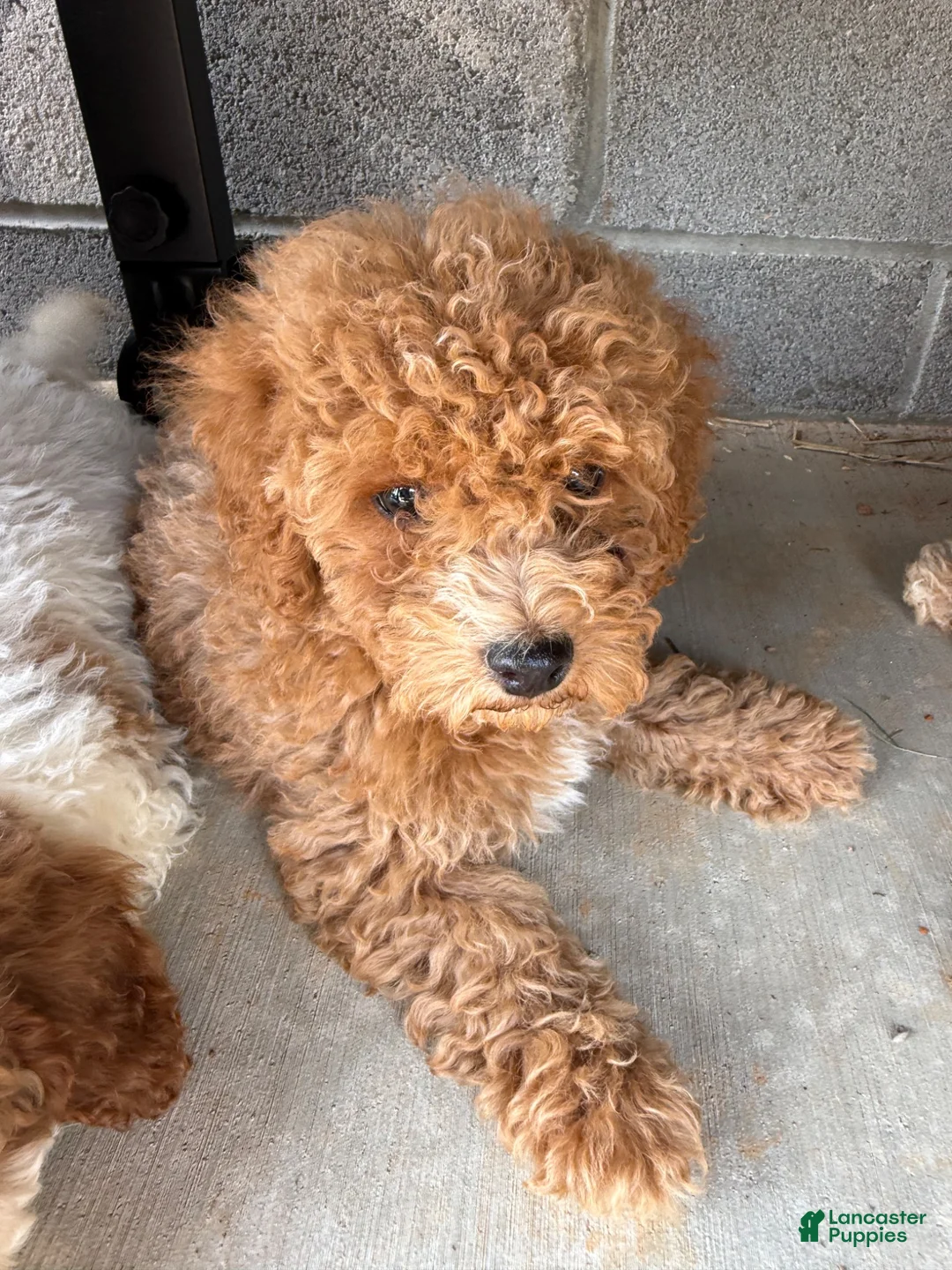 Toy Poodle dogs for sale: Toy Poodle 2 - Ad 2
