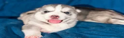 Siberian Husky dogs for sale: Chonkers - Ad 4