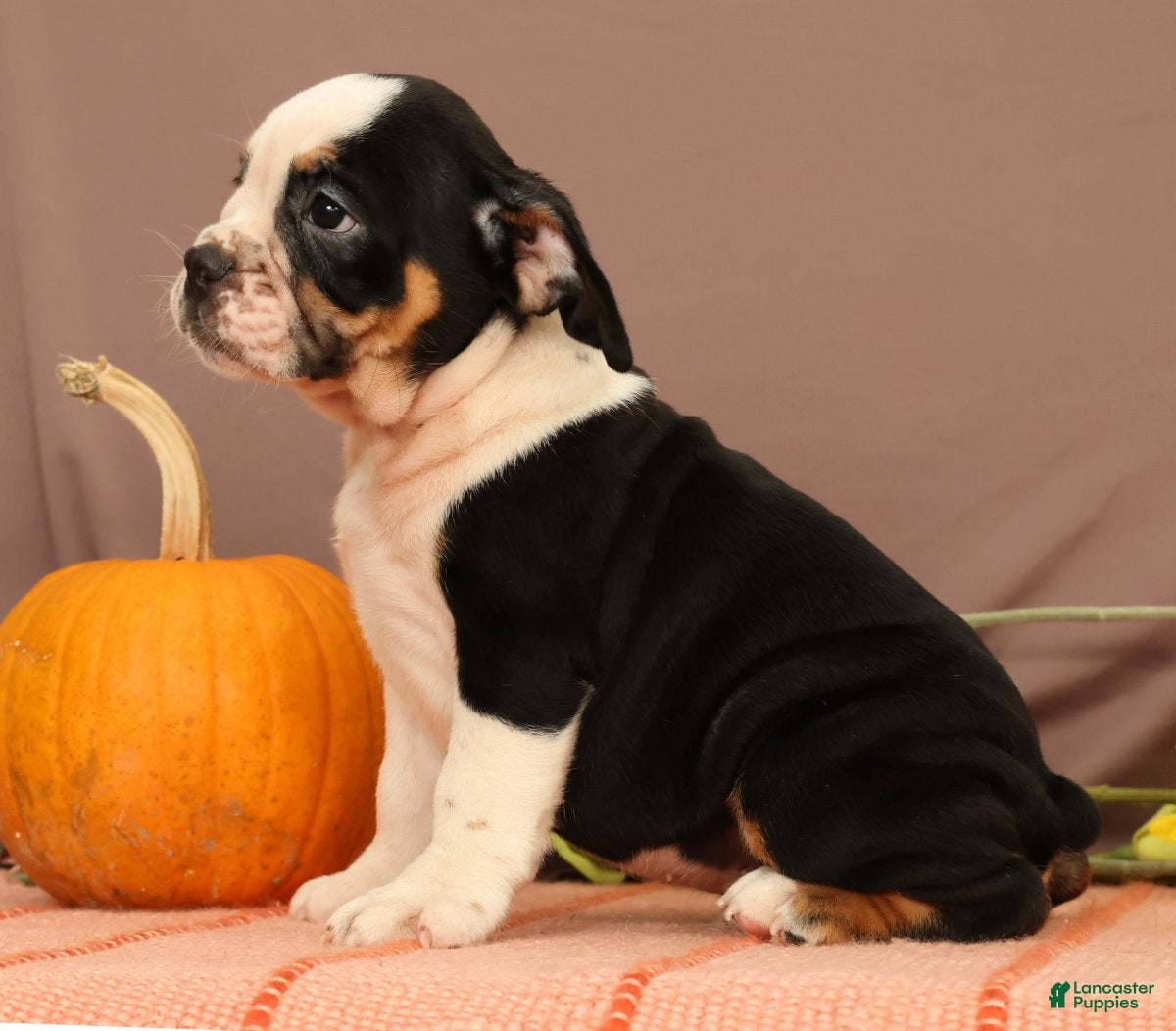 Beabull dogs Wyatt - Ad 1