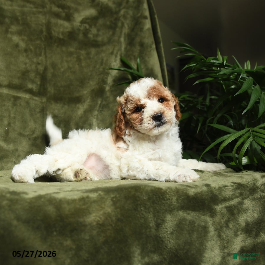Miniature Poodle dogs Betrice - Ad 2
