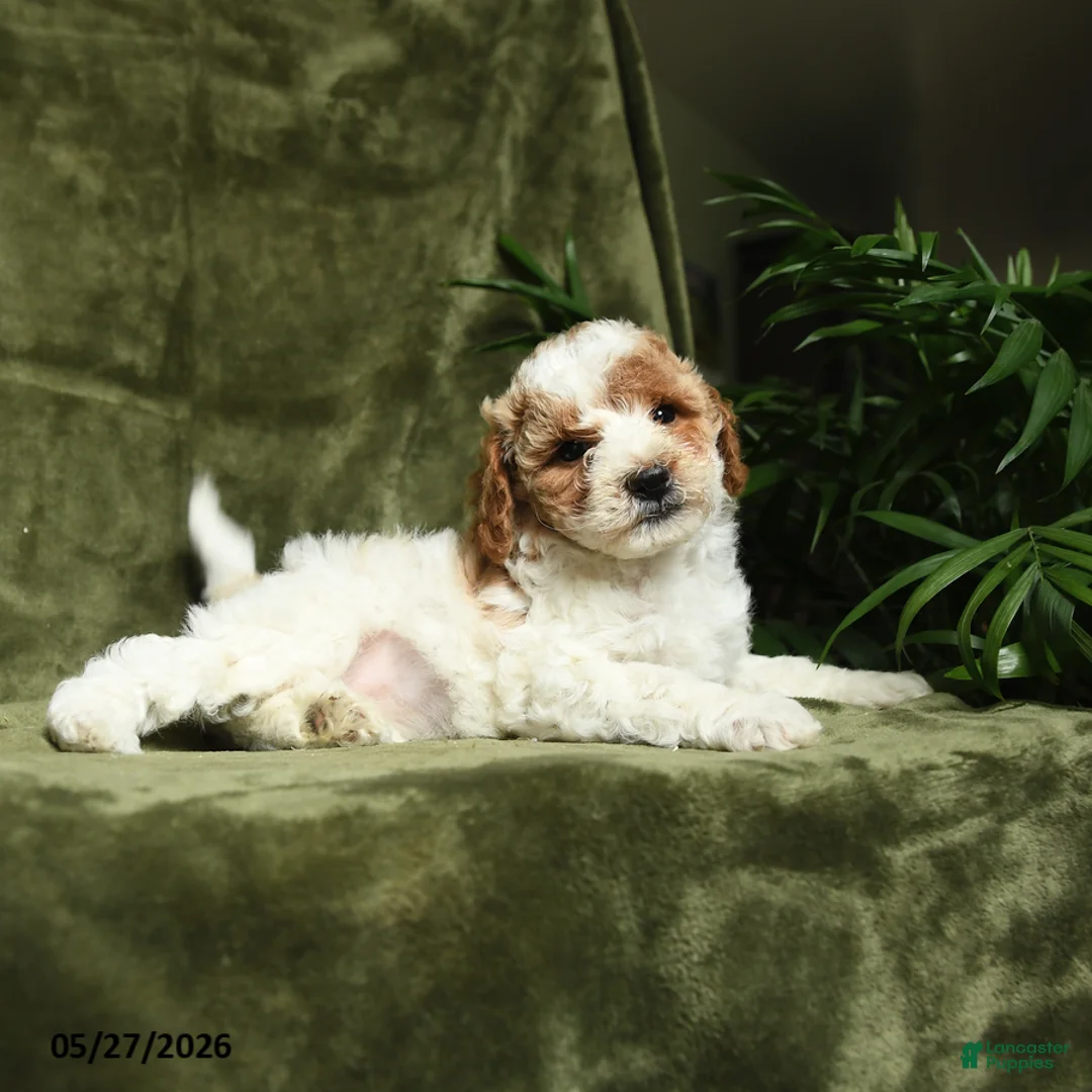 Miniature Poodle dogs for sale: Betrice - Ad 2