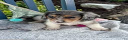 Miniature Dachshund dogs for sale: Theo - Ad 3