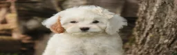 Mixed Breed dogs for sale: Thumbelina Munchkin Bernedoodle - Ad 1