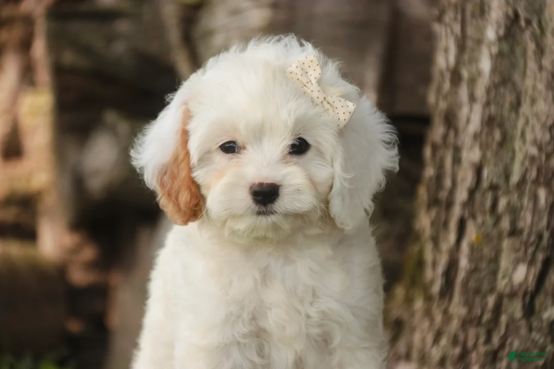 Mixed Breed dogs for sale: Thumbelina Munchkin Bernedoodle - Ad 1