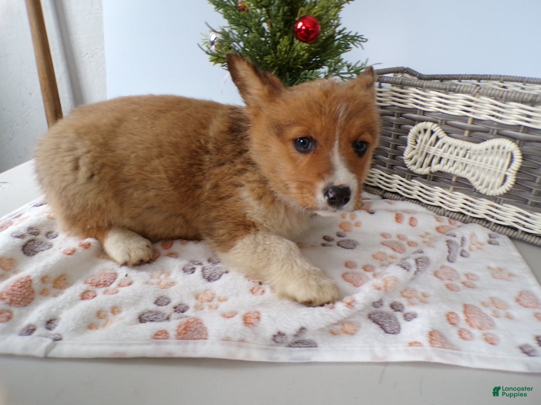 Welsh Corgi Pembroke dogs for sale: Welsh Corgi Pembroke Puppy 4 Mika - Ad 3