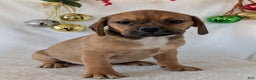 Puggle dogs for sale: Chuck  - Ad 6