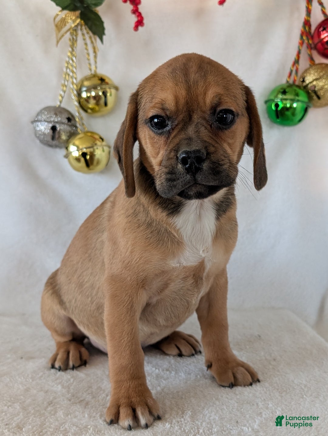 Puggle dogs for sale: Chuck  - Ad 6