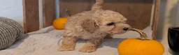 Miniature Poodle dogs for sale: Lexi - Ad 3