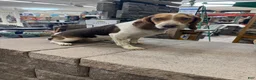 Beagle dogs for sale: AKC Reba  - Ad 1