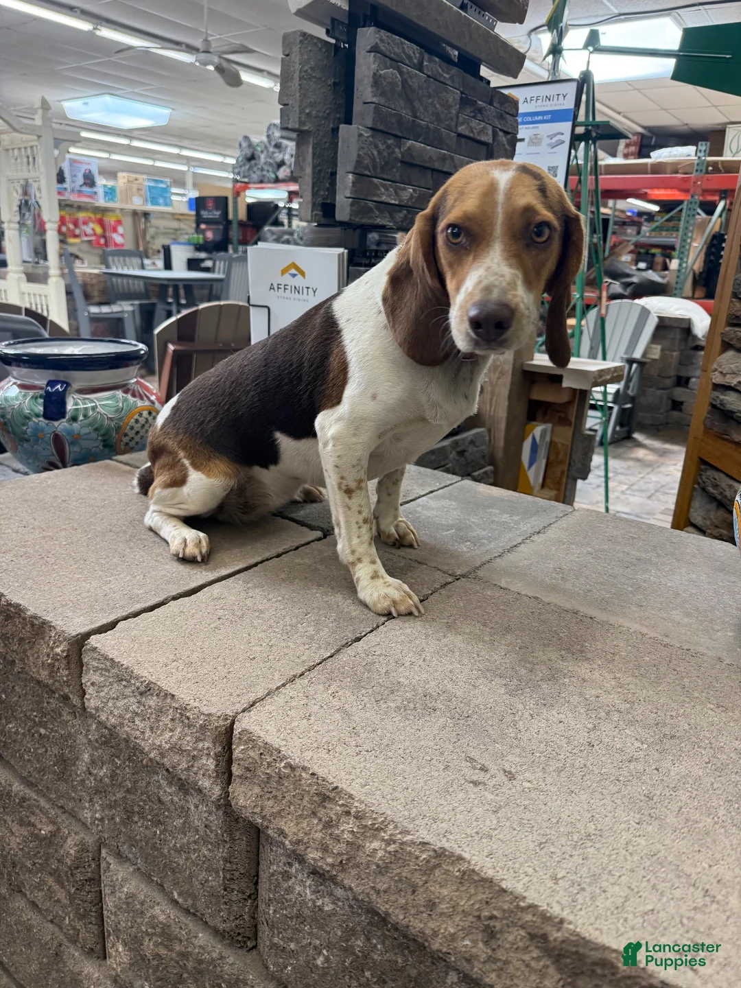 Beagle dogs for sale: AKC Reba  - Ad 1