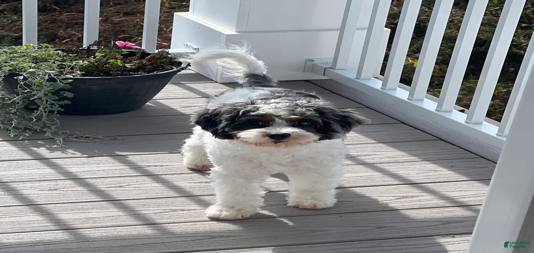 Gallery Image {{count}}