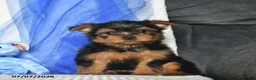Yorkshire Terrier dogs for sale: Levi  - Ad 1