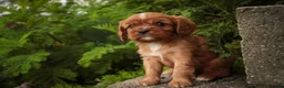 Cavalier King Charles Spaniel dogs for sale: Augie Cavalier King Charles Spaniel  - Ad 9