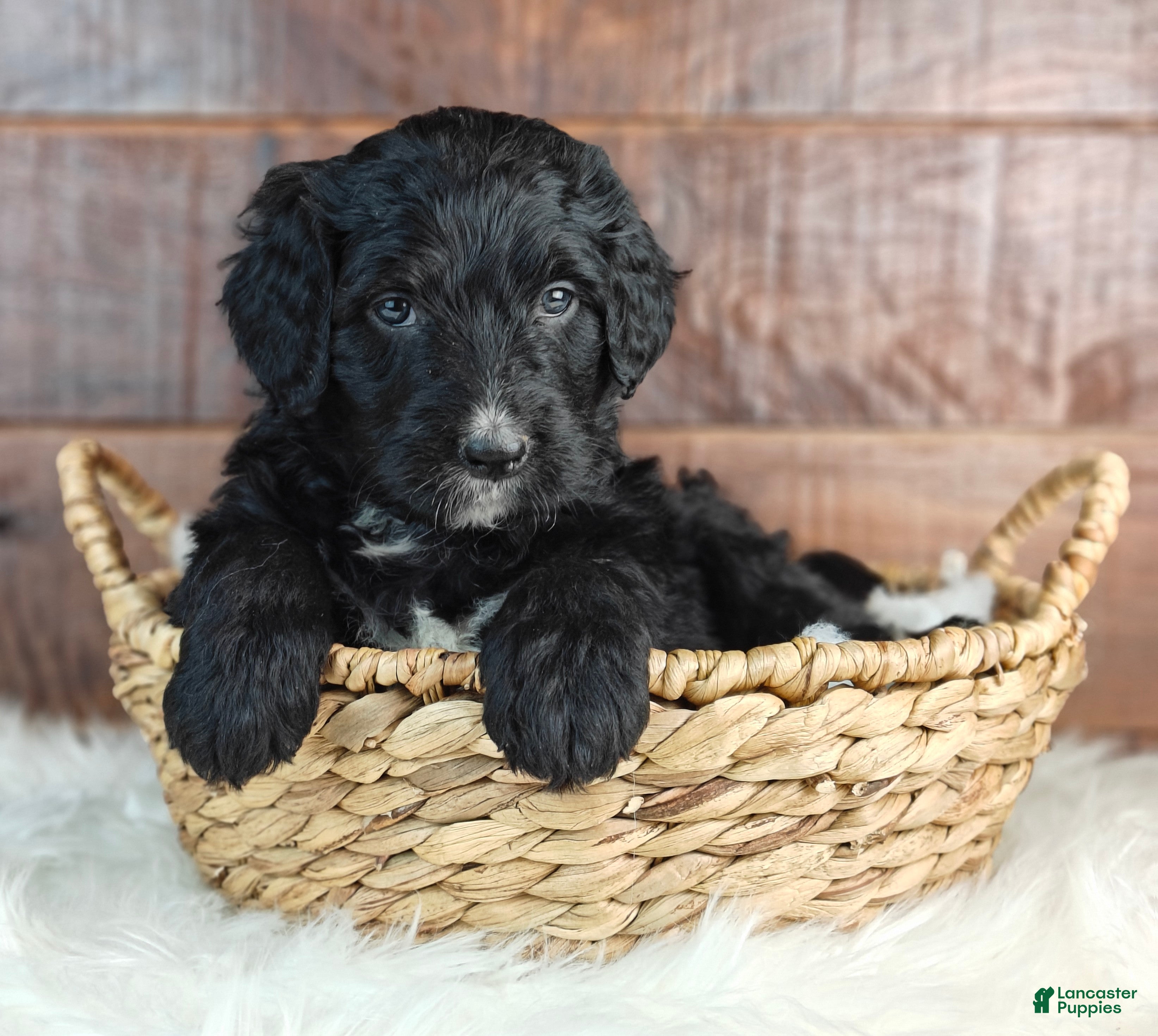 Bernedoodle dogs Jetty  - Ad 1