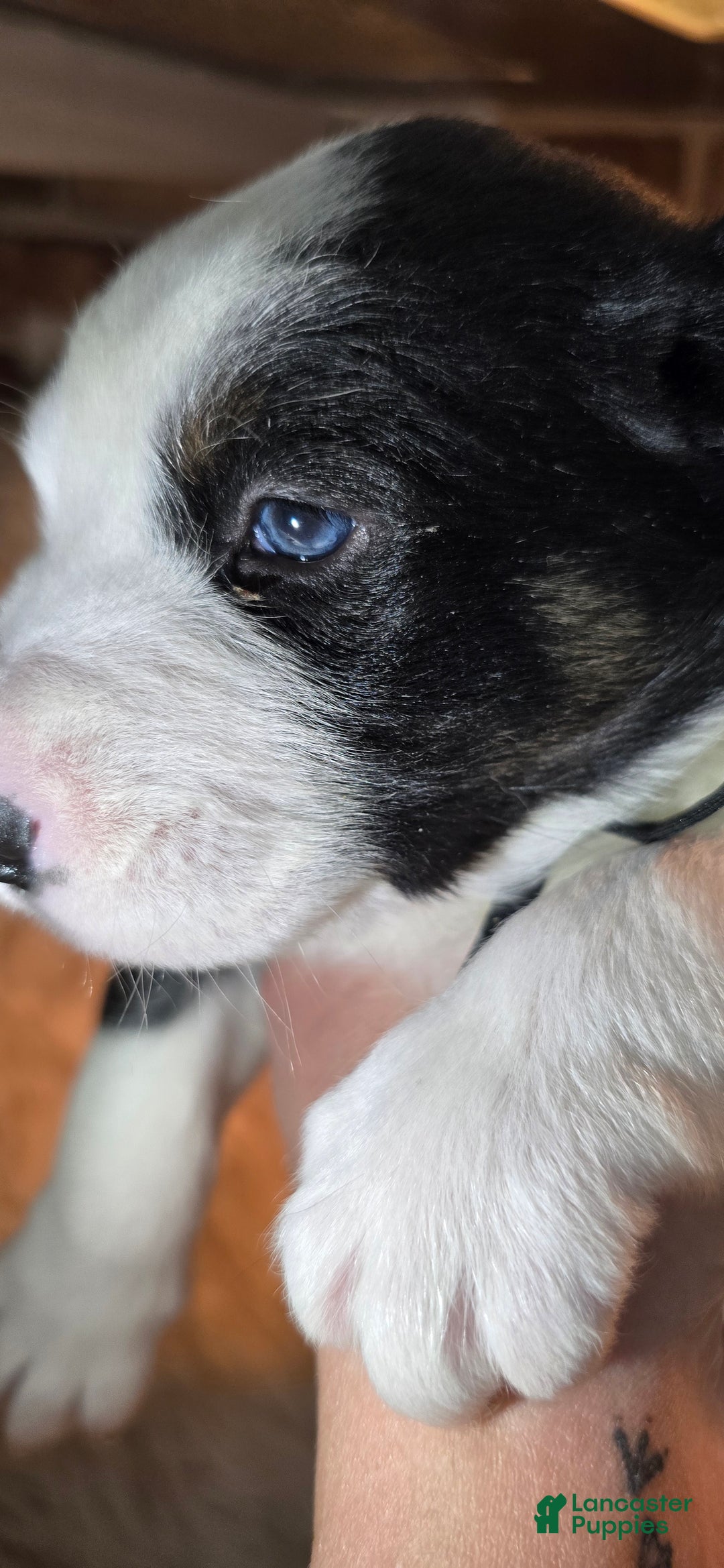 Mixed Breed dogs for sale: Milo - Ad 6