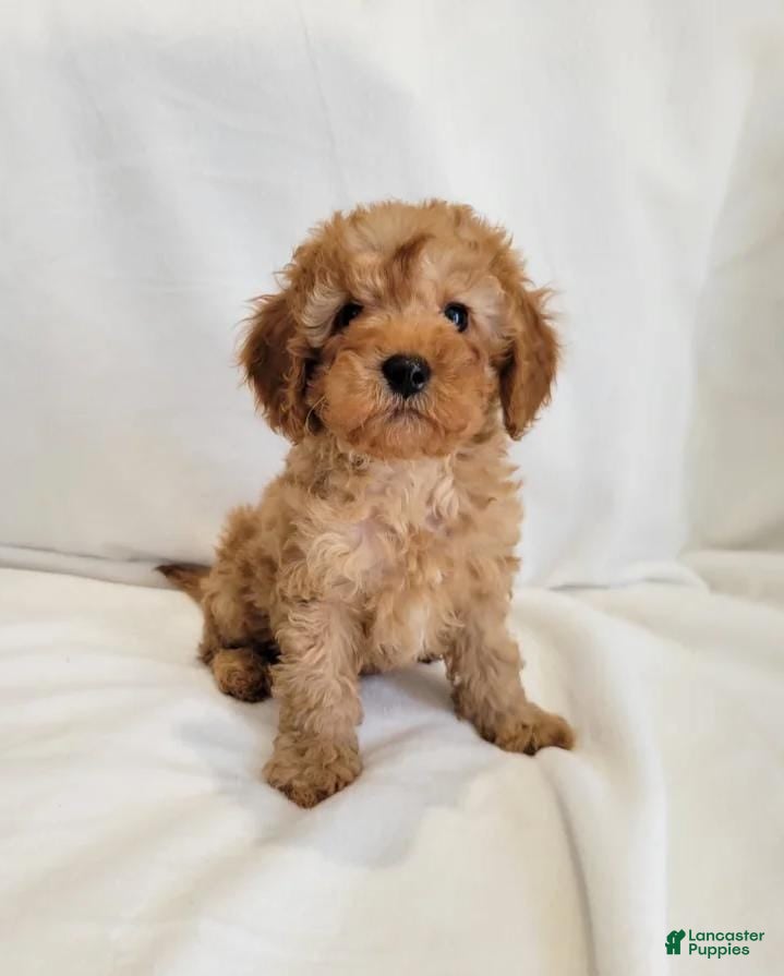 Cavapoo dogs for sale: Andy - Ad 3