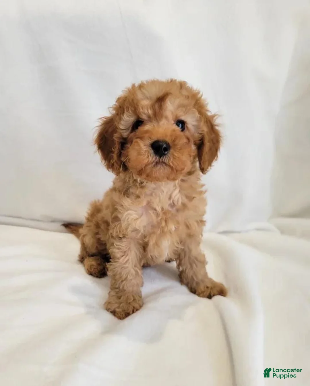Cavapoo dogs for sale: Andy - Ad 1