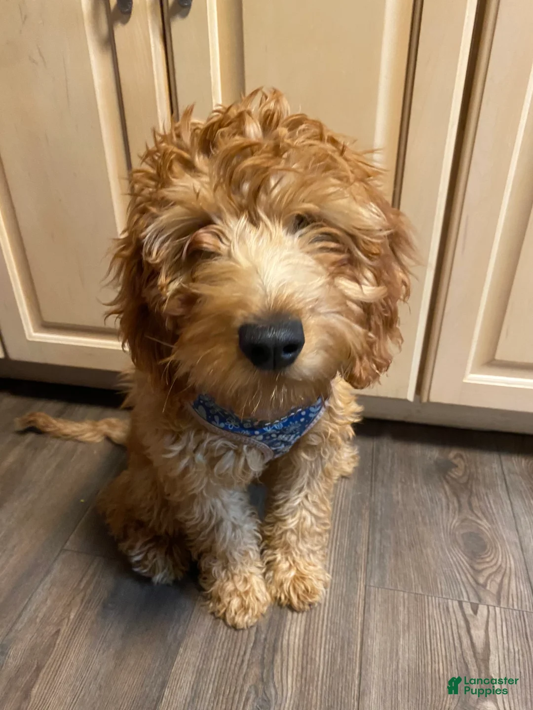 Gallery Image {{count}}