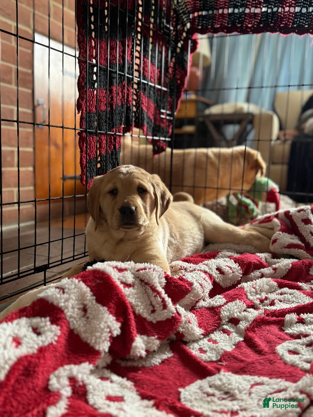 Goldador dogs for sale: Sadie - Ad 2