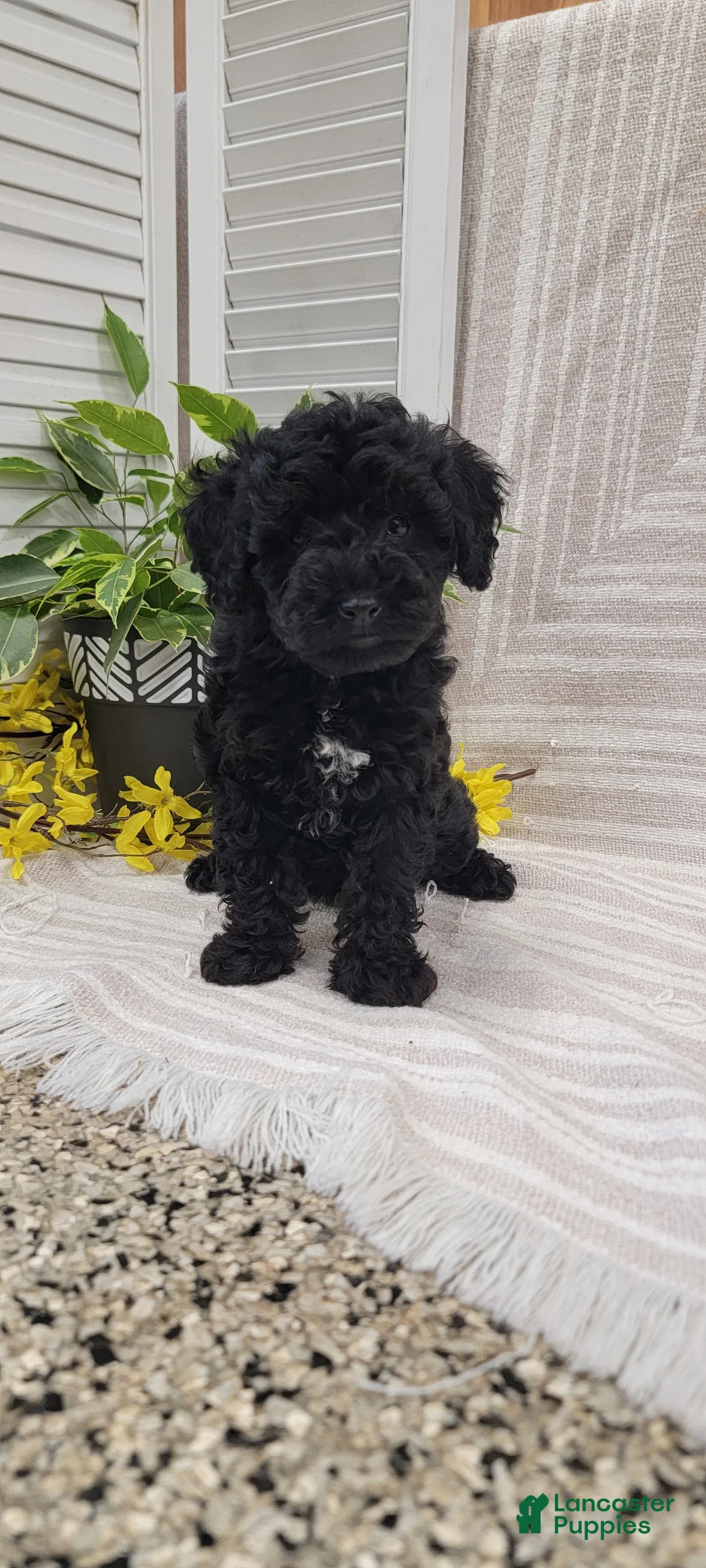 Toy Poodle dogs for sale: Beulah  - Ad 1