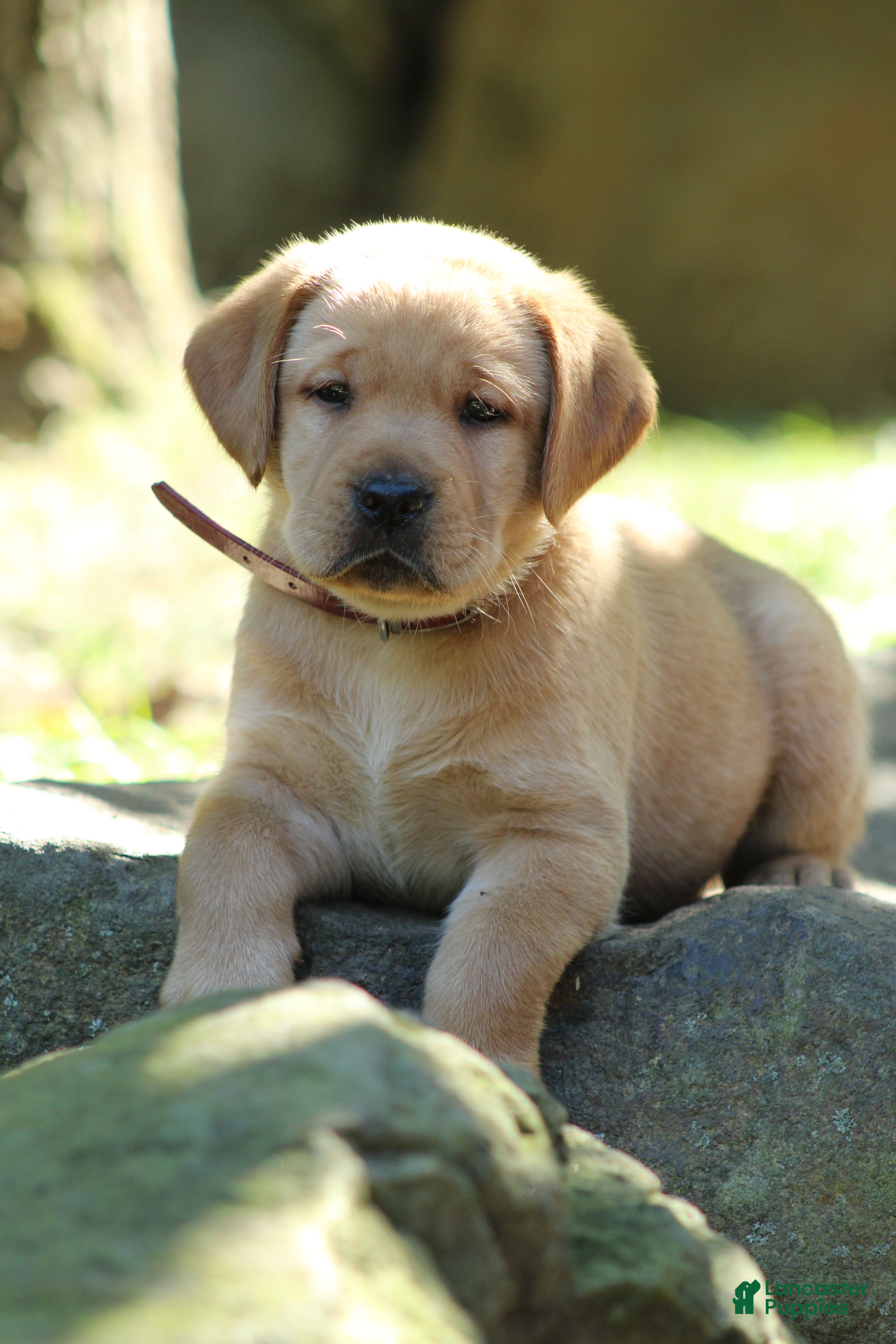 Labrador Retriever dogs Bo - Ad 1