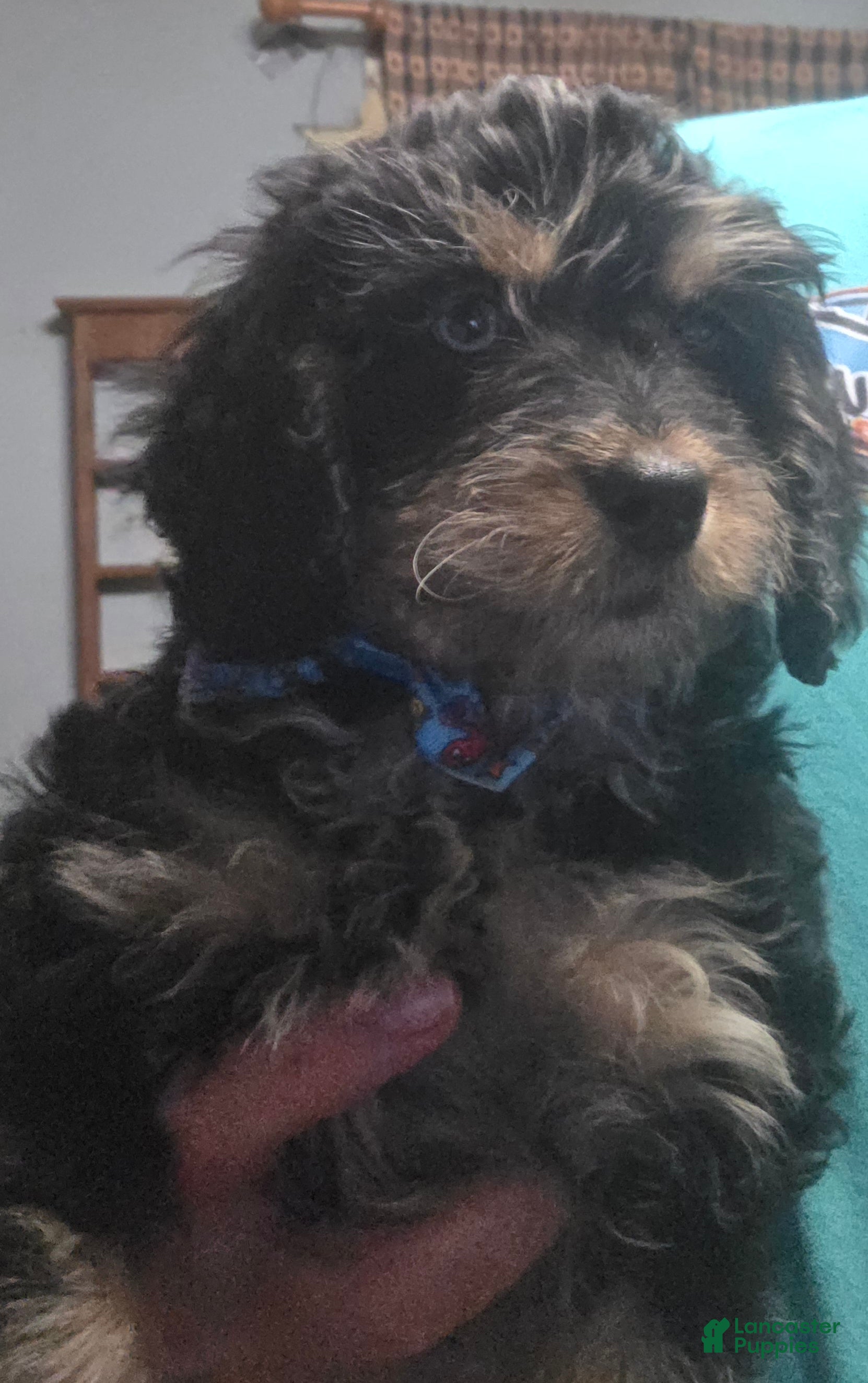 Cockapoo dogs Sam - Ad 3