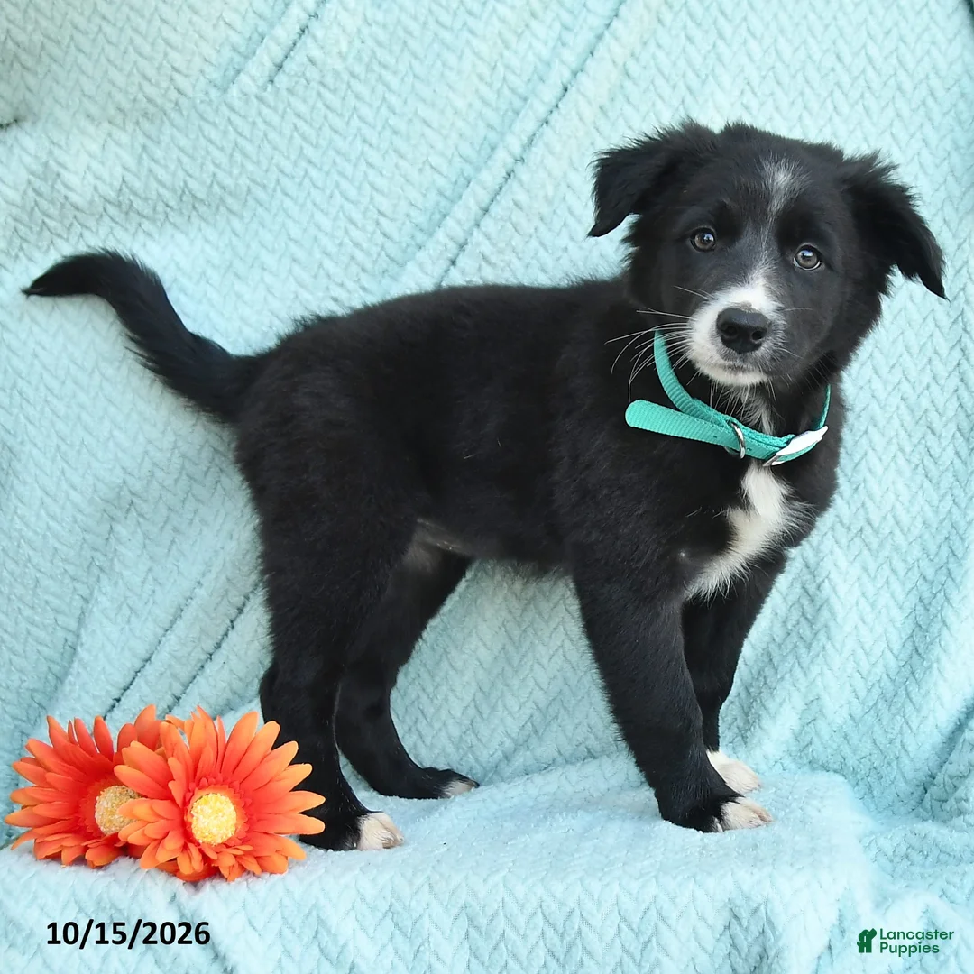 Border Collie dogs for sale: Jade - Ad 2