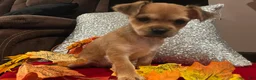 Mixed Breed dogs for sale: Mixed Breed 2 - Ad 10