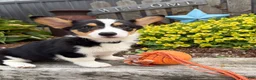 Welsh Corgi Pembroke dogs for sale: Nora - Ad 4