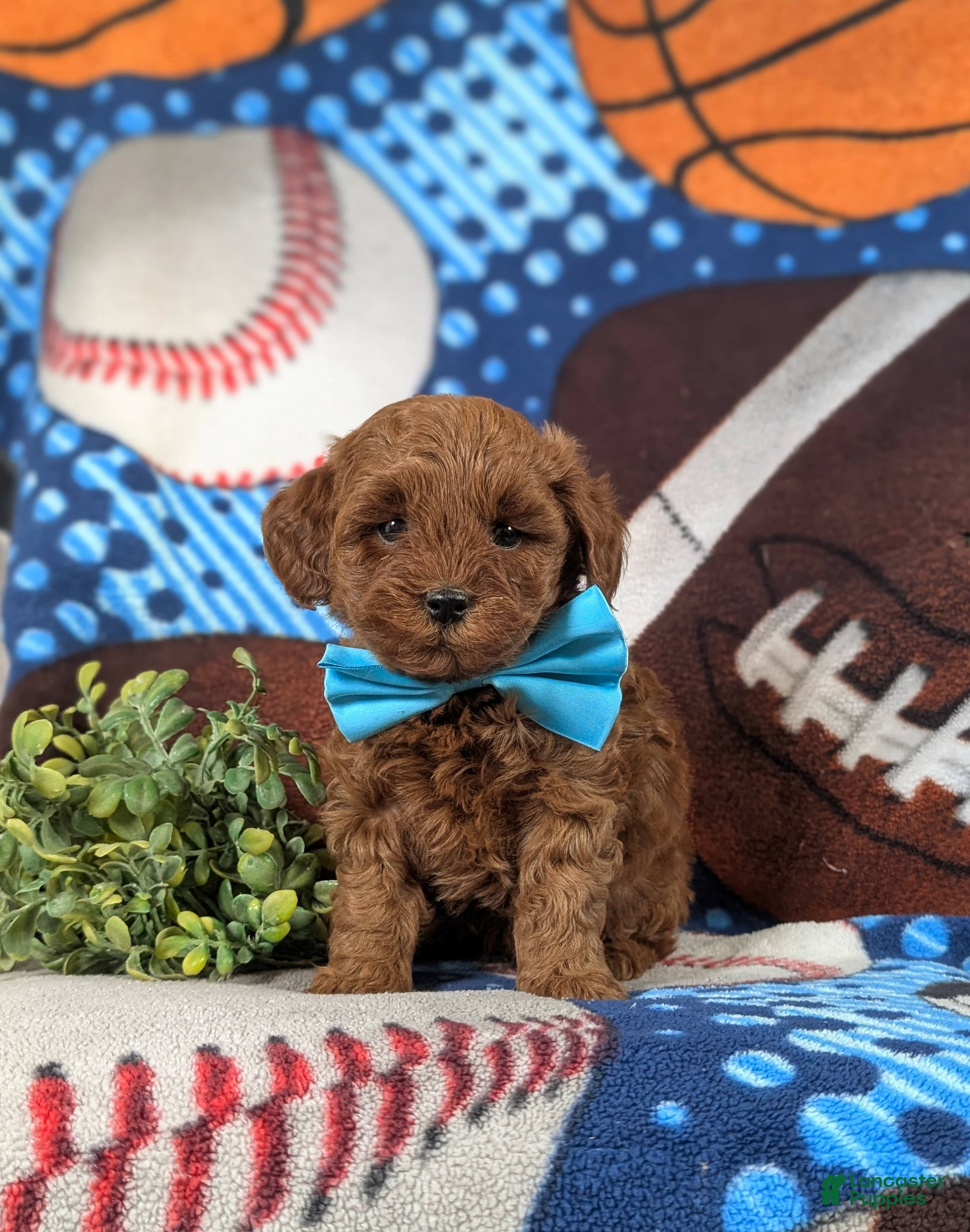 Lhasapoo dogs Hunter Hypoallergenic - Ad 2