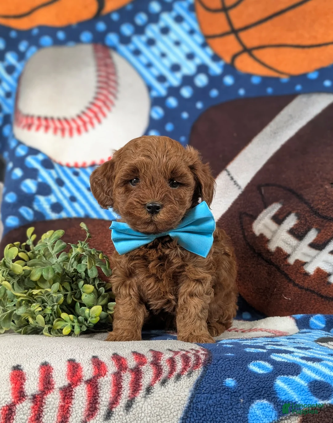 Lhasapoo dogs for sale: Hunter Hypoallergenic - Ad 2