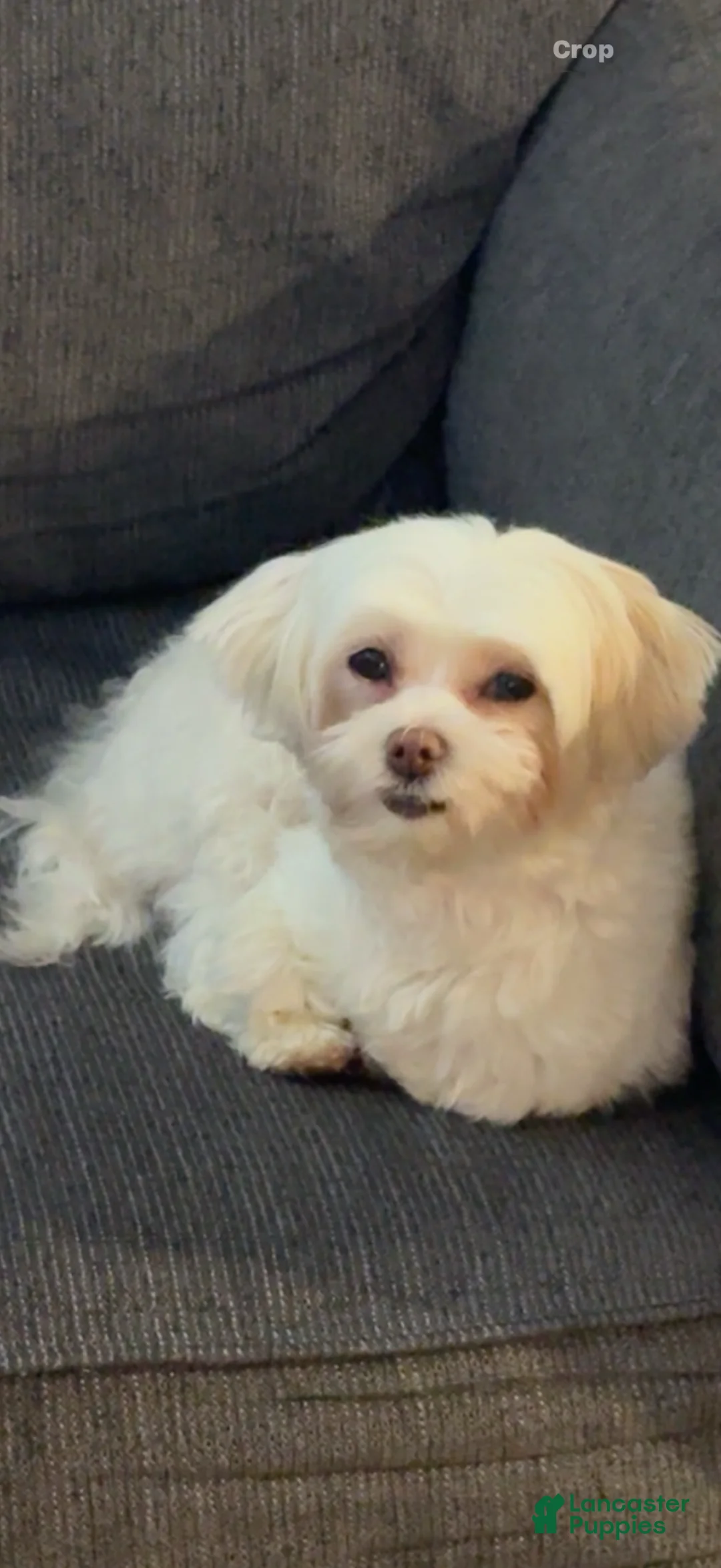 Maltipoo dogs for sale: Maltipoo Puppy 1 - Ad 2