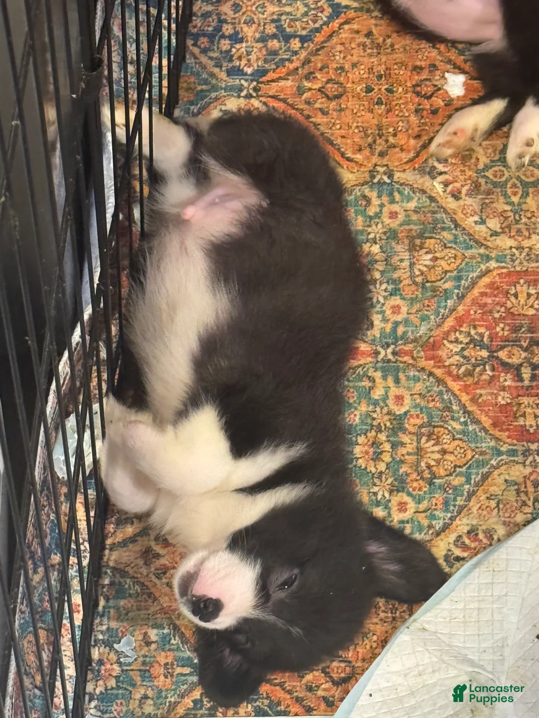 American Corgi dogs for sale: American Corgi Puppy 1 - Ad 2