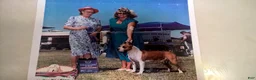 American Staffordshire Terrier dogs for sale: American Staffordshire Terrier 2 - Ad 42