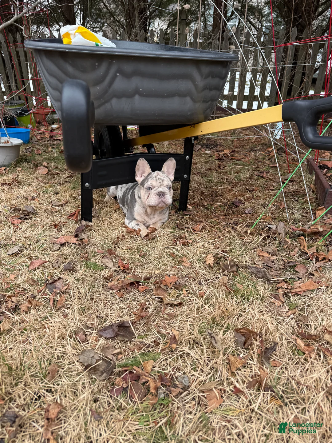 French Bulldog dogs for sale: Bank Roll - Ad 2