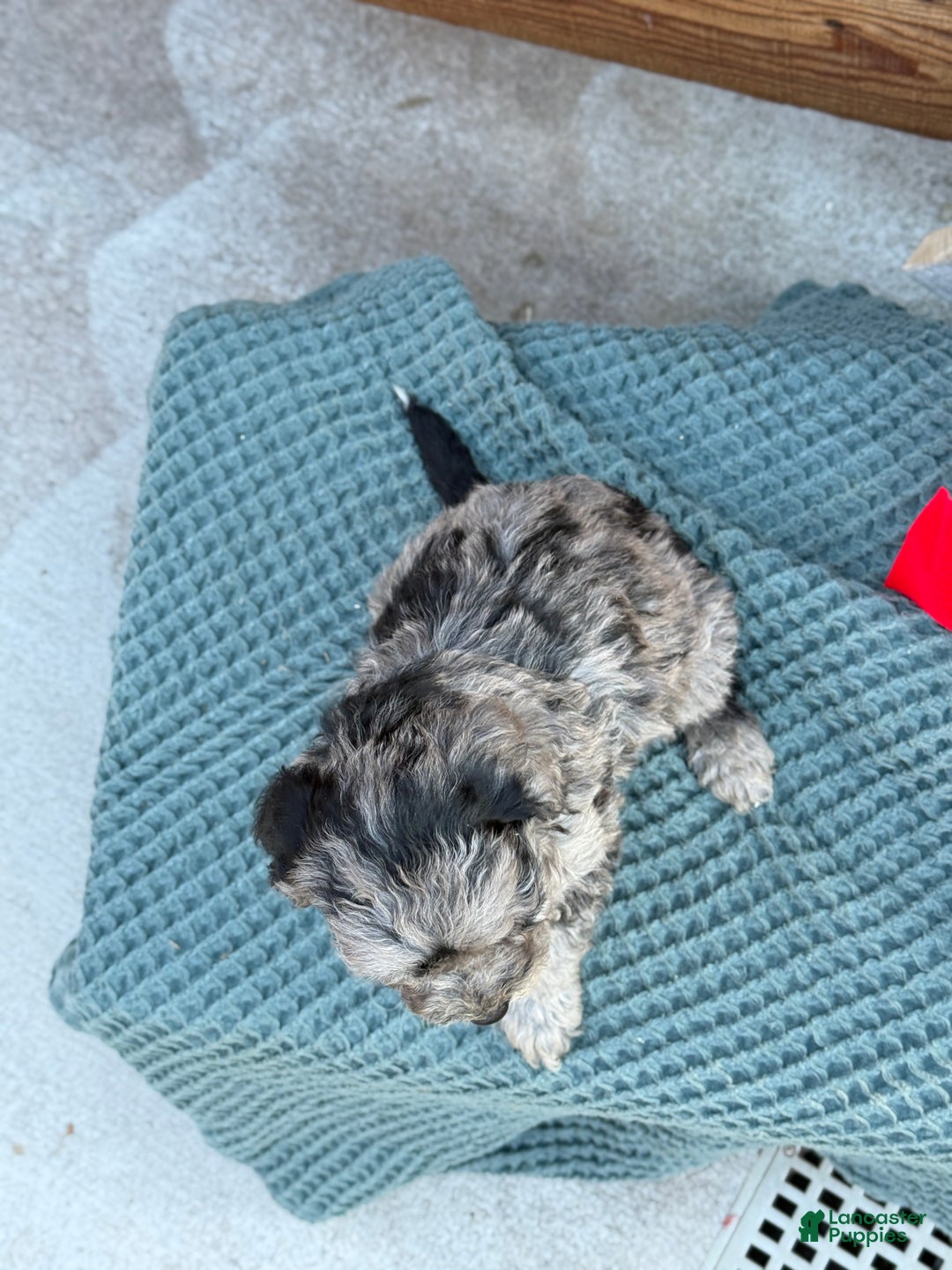 Bichpoo dogs for sale: Alvin - Ad 3