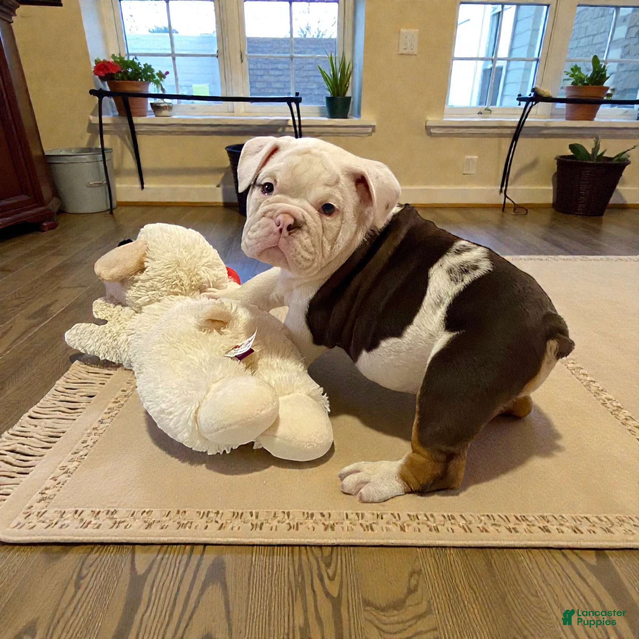 English Bulldog dogs Archie - Ad 14