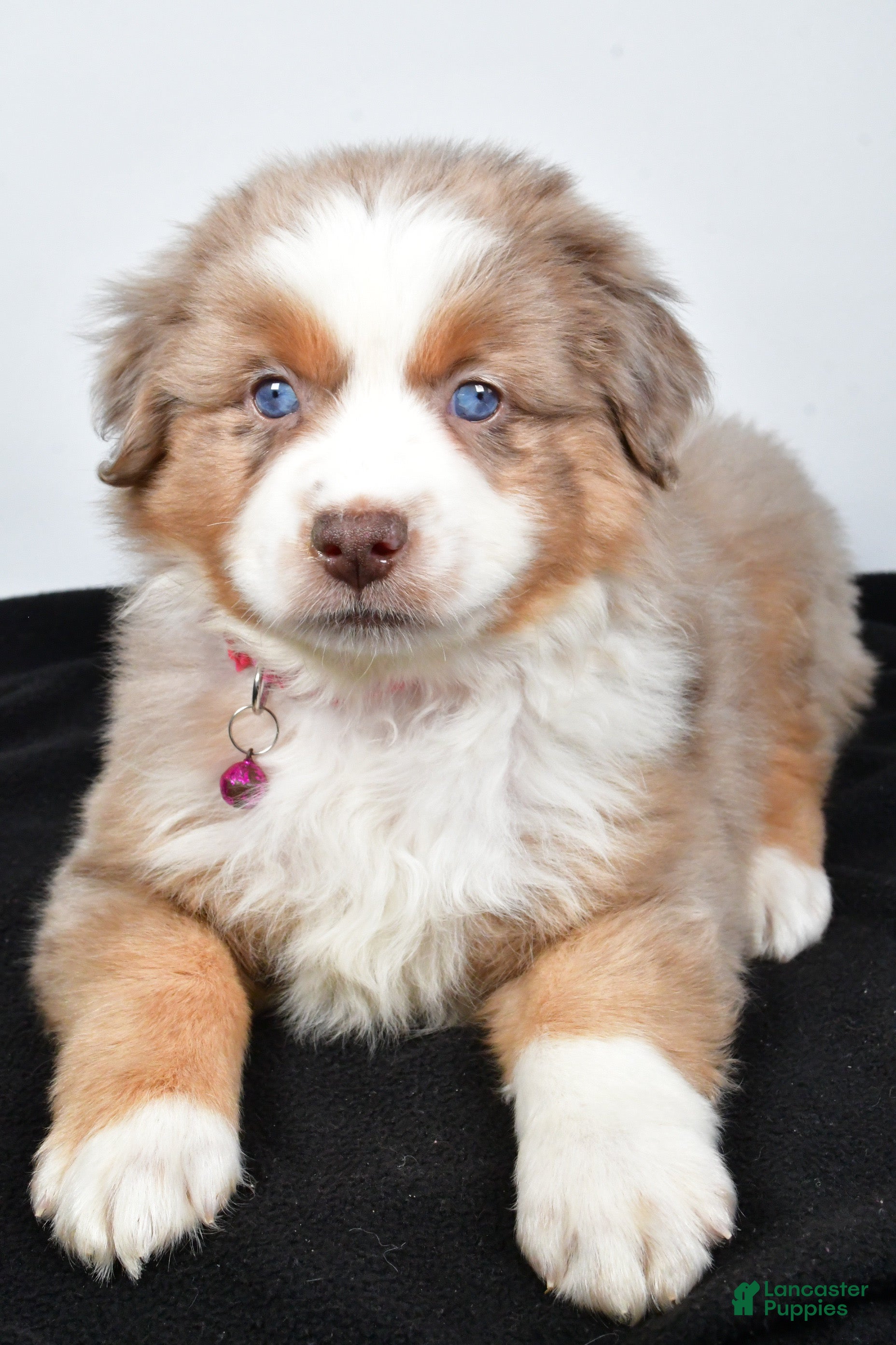 Miniature Australian Shepherd dogs River - Ad 2