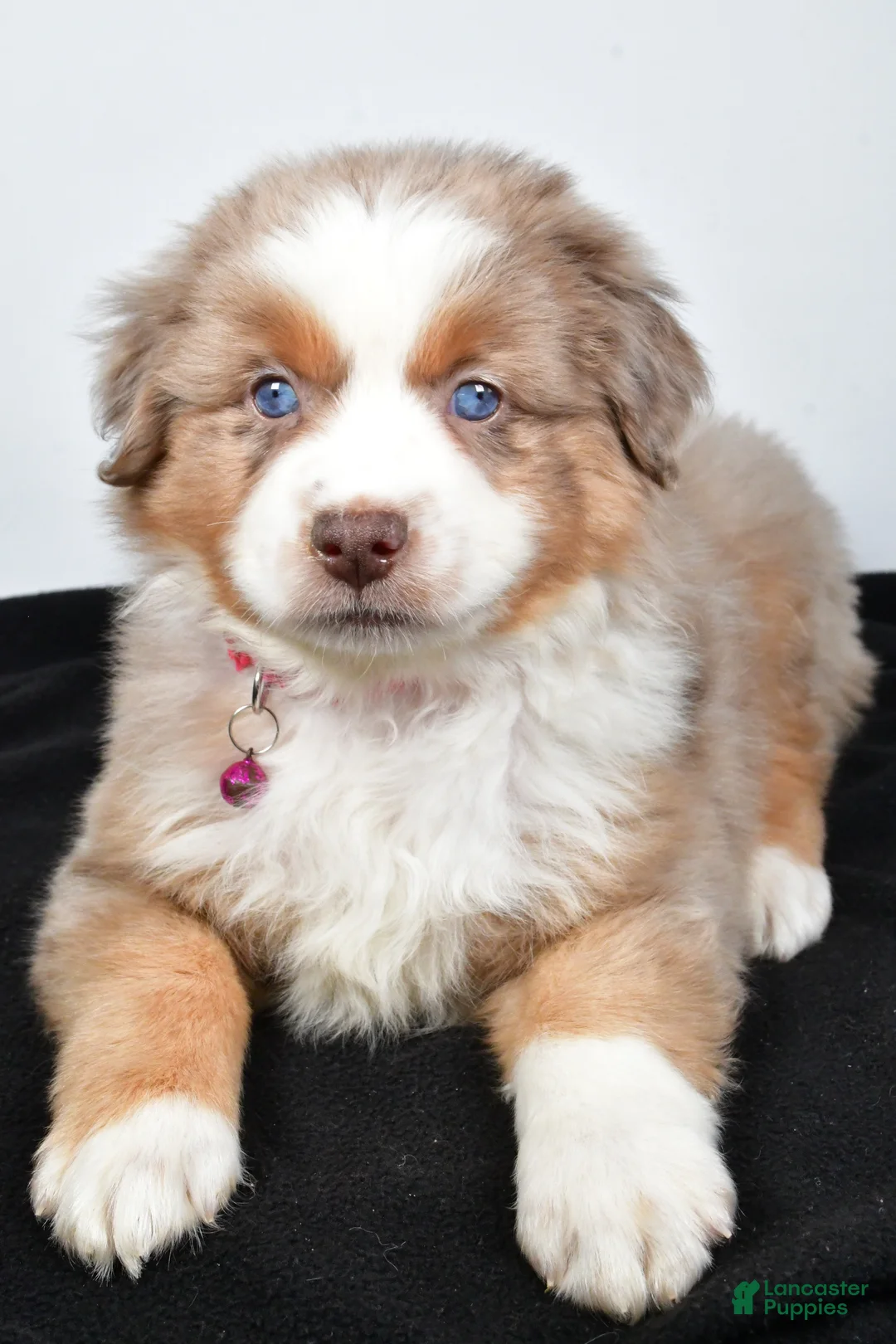 Miniature Australian Shepherd dogs for sale: River - Ad 2