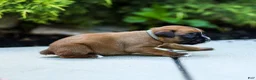 Boxer dogs for sale: Nettie Boxer  - Ad 4
